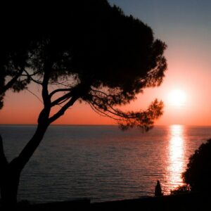 silhouette of trees near body of water during sunset